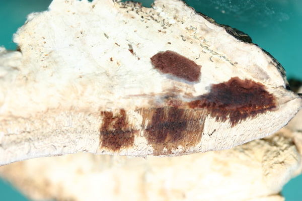Perenniporia fraxinea (Bull)Ryvarden